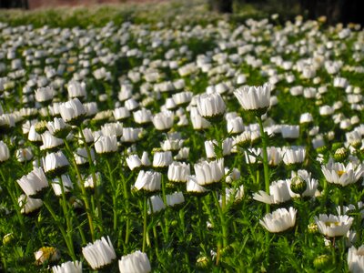 Flowers white chrysanthemum photo