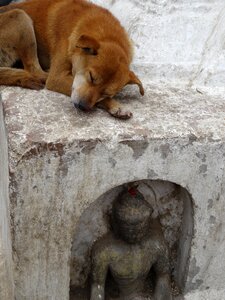 Homeless animals sleep
