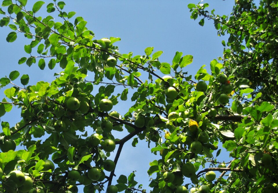 Autumn ripe apples on tree