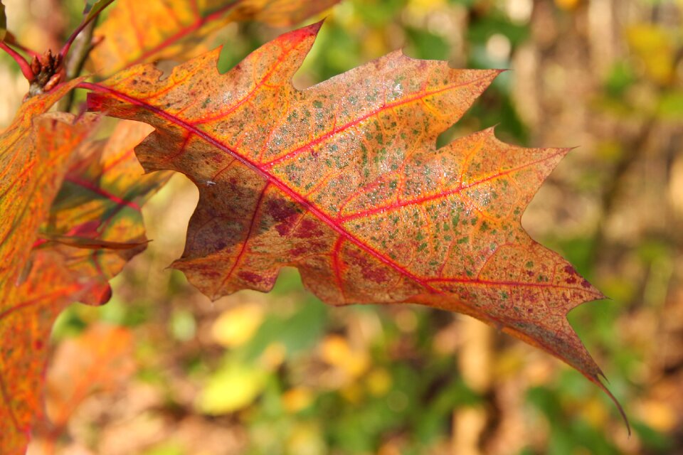 Golden autumn autumn autumn leaf