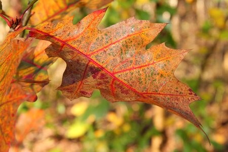 Golden autumn autumn autumn leaf