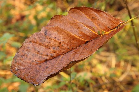 Golden autumn autumn autumn leaf