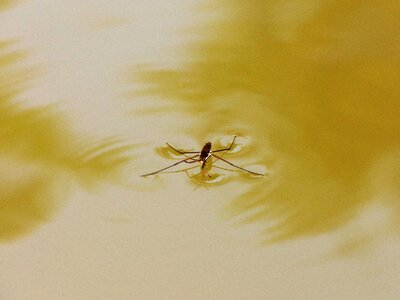Water skipper water walking on water