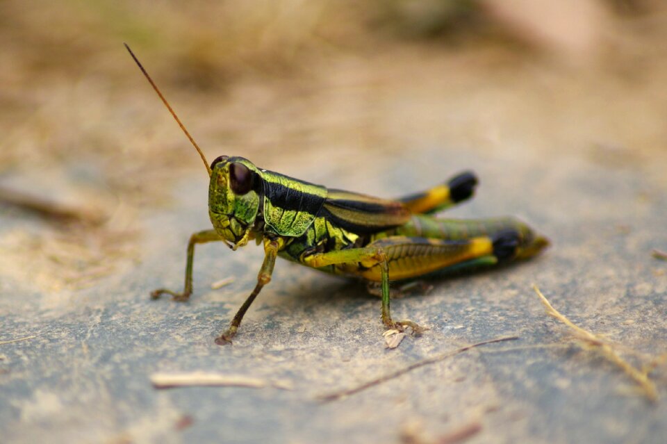 Nature insect close