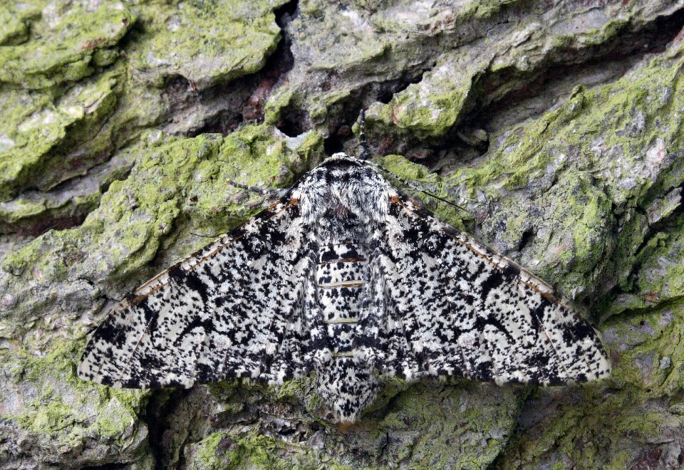 British nature insect