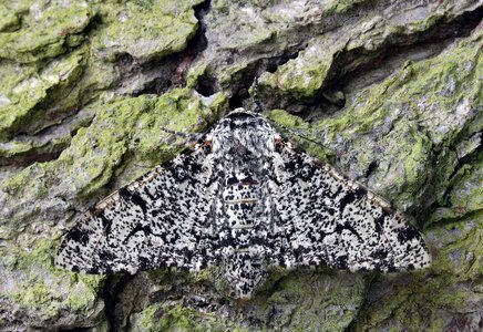 British nature insect