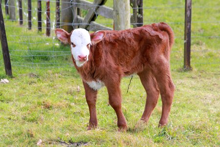 Farm cattle