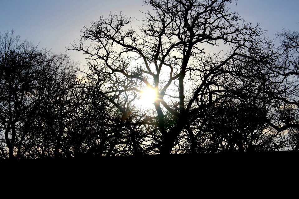 Landscape forest sky
