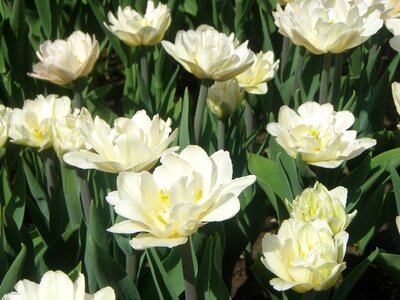 Flowers of the field glade spring photo