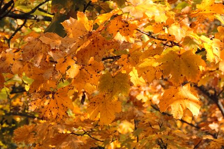 Golden autumn autumn autumn leaf