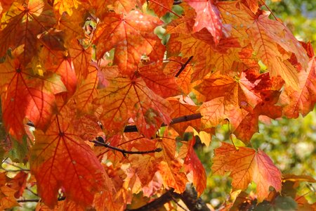 Golden autumn autumn autumn leaf photo
