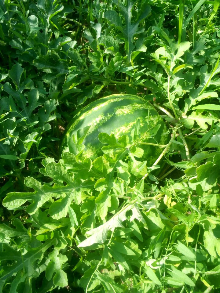 Plants nature living nature