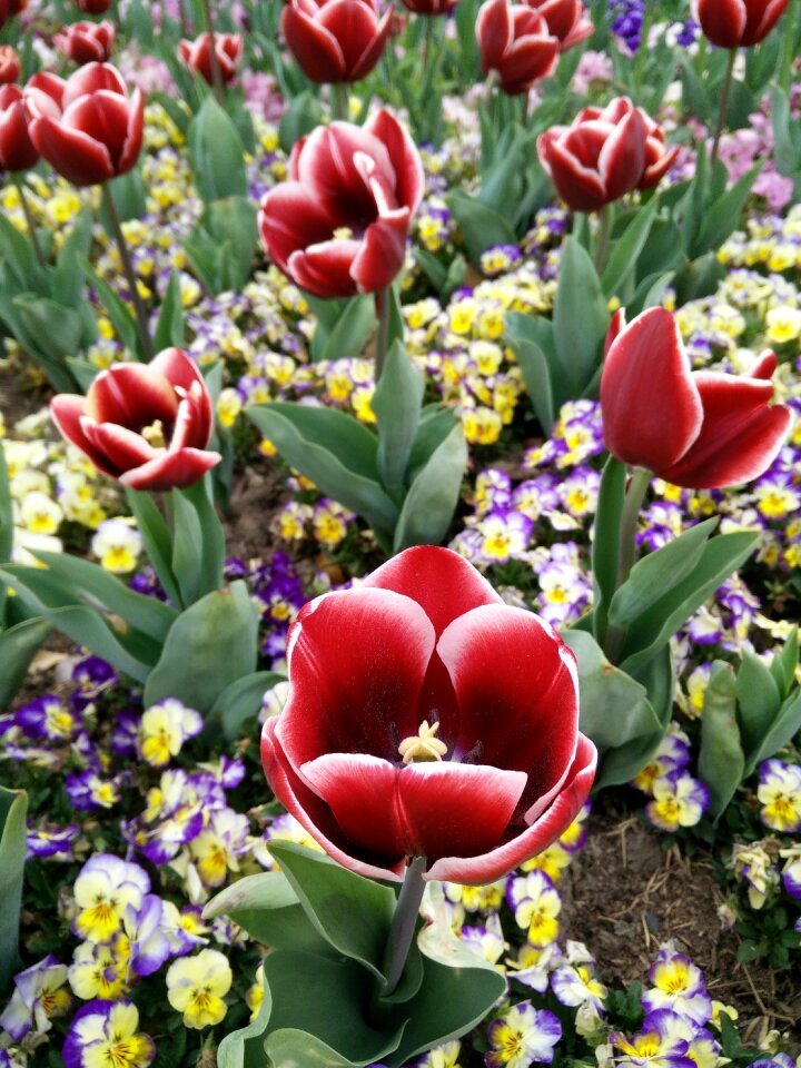 Shanghai chen shan tulip