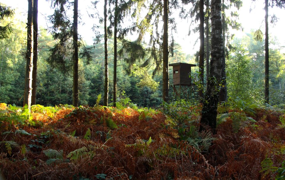 Autumn forest nature coniferous forest
