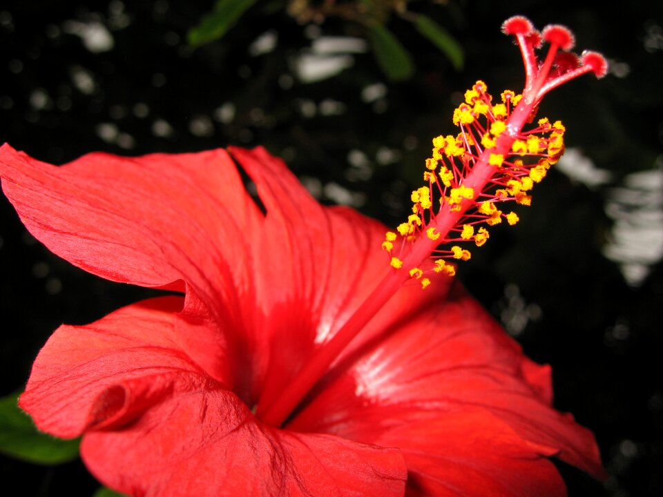 Krupnyj plan bright flower garden flower