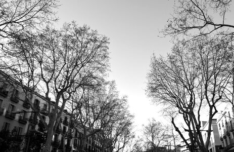 Black and white autumn winner