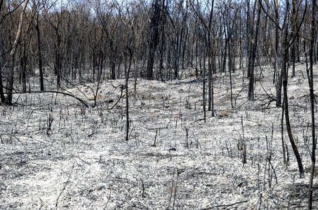 Burn firewood destruction