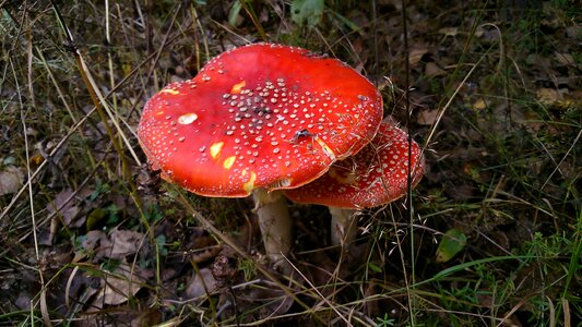 Mushrooms amanita forest