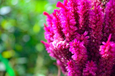 Flowers powder flowering photo