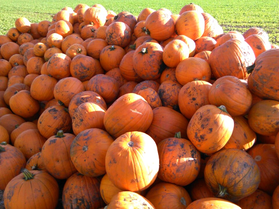 Vegetables orange harvest