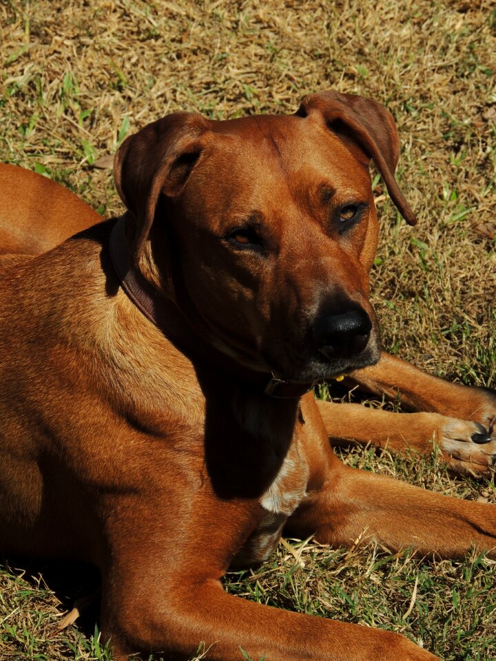 Canine mammal nature