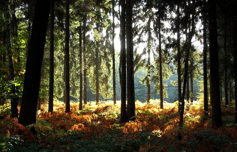 Fern nature morgenstimmung