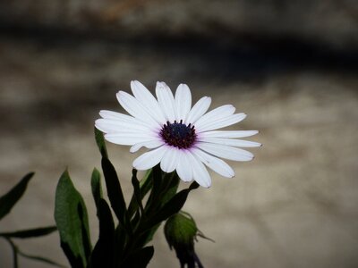 Dark nature plant