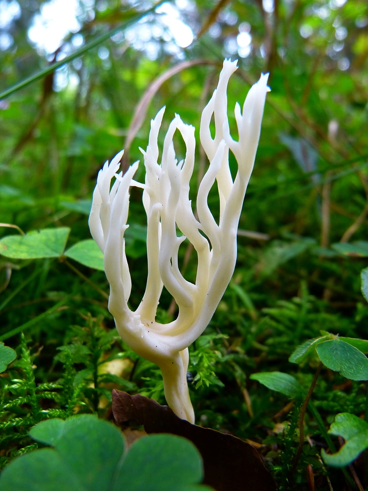 Keulenpilz forest floor white