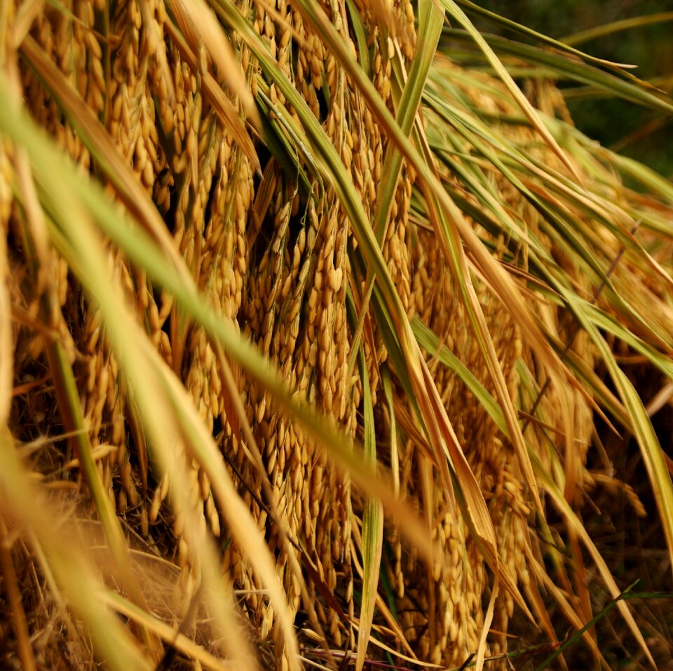 Crops agriculture summer