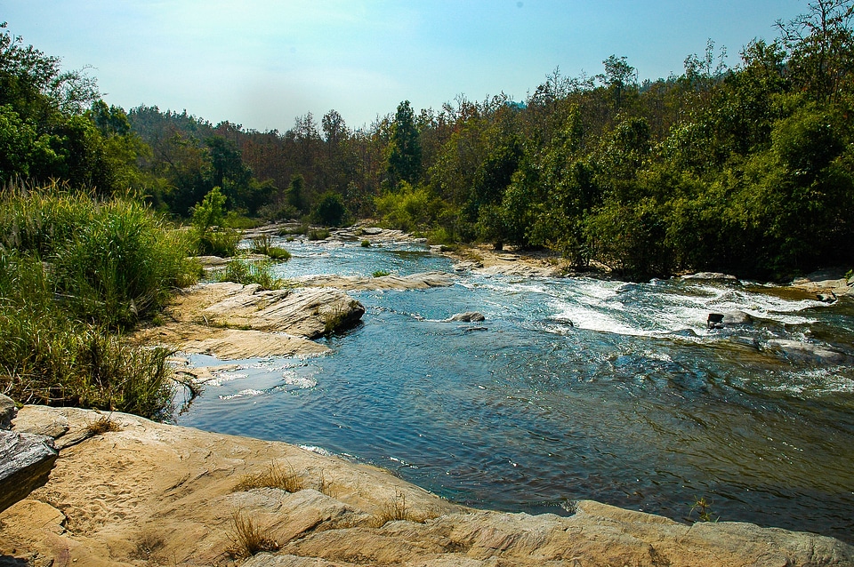 Landscape flow forest