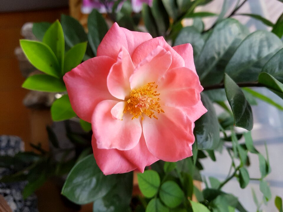 Beautiful cluster pink rose