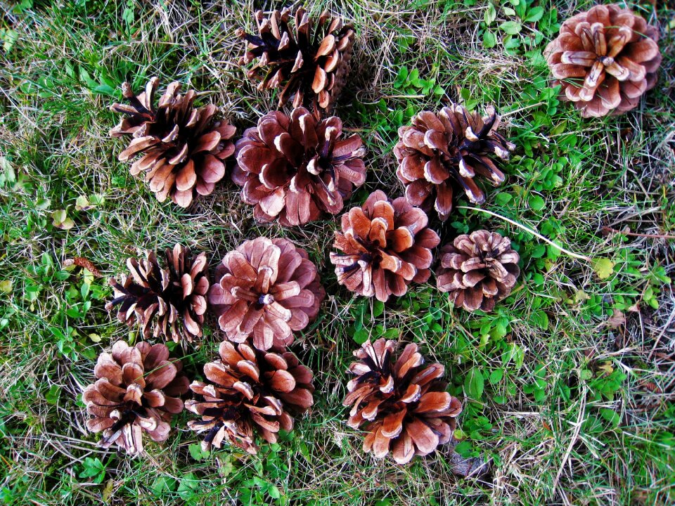 Pinus nature brown