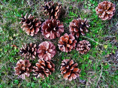 Pinus nature brown