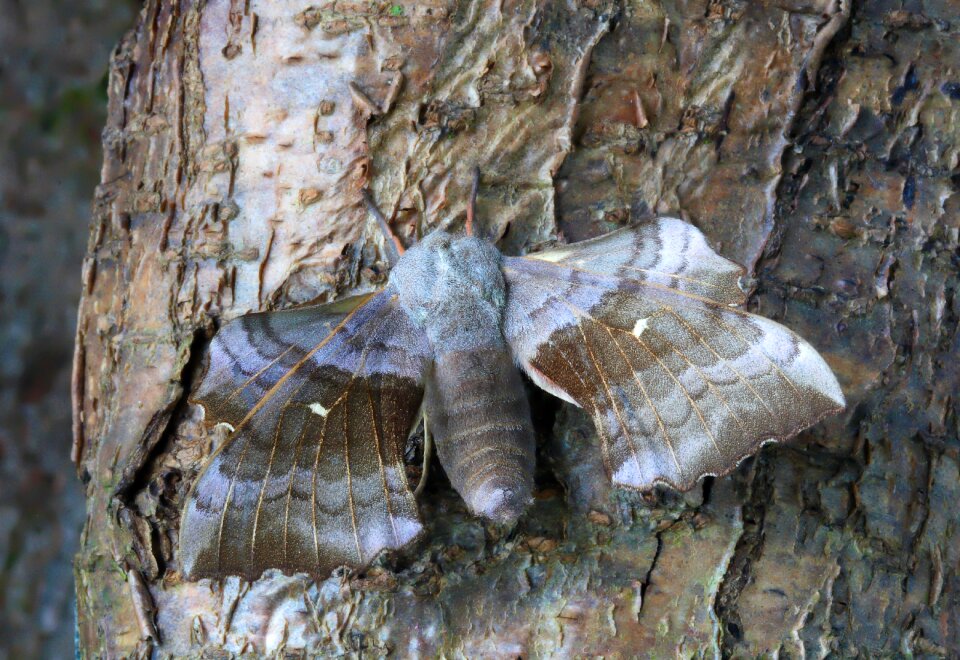 British nature insect