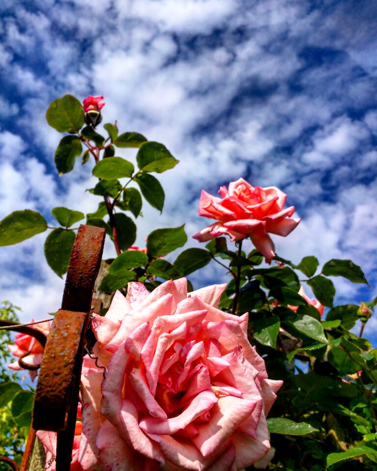 Flower petal love