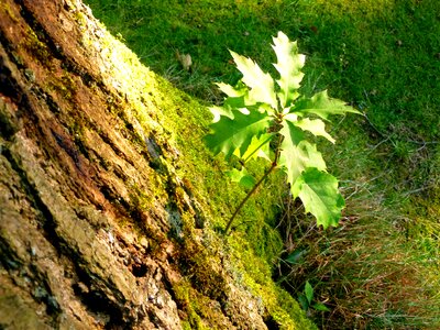 Nature out tree bark