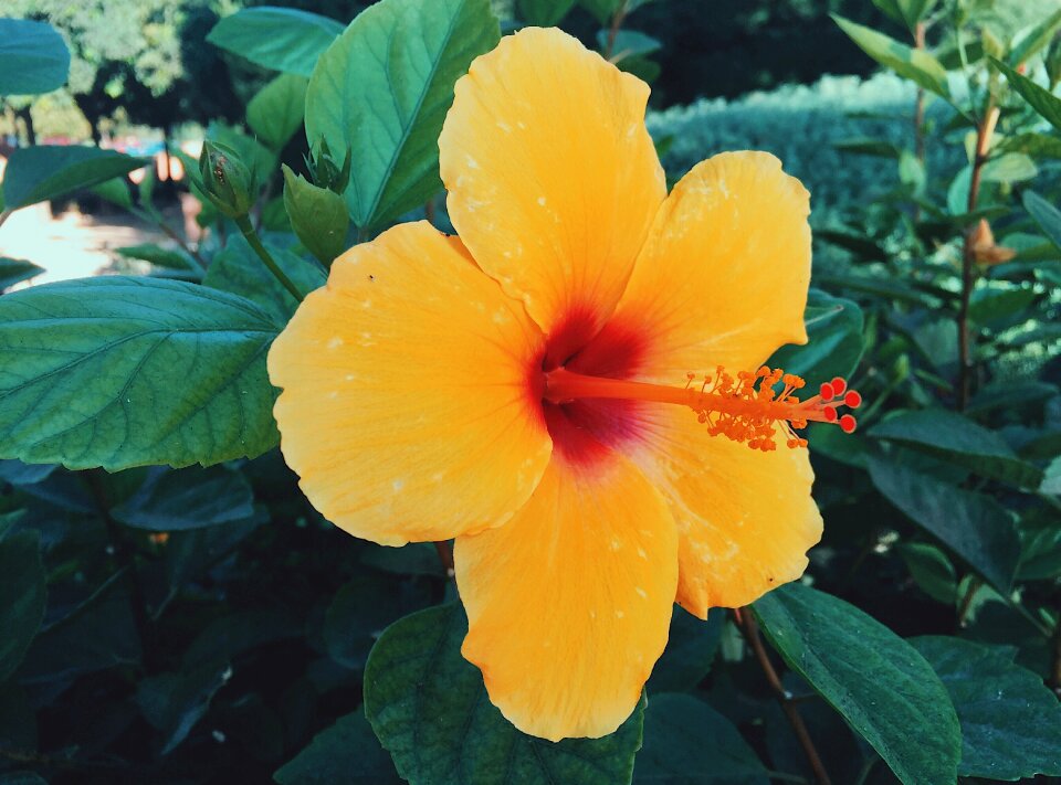 Colors hibiscus petals