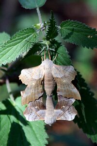 British mating nature