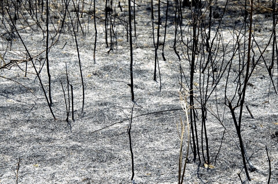Burn firewood destruction