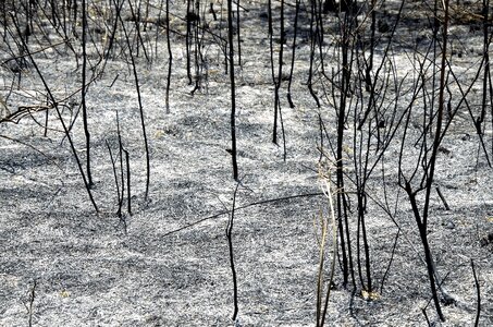 Burn firewood destruction