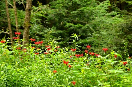 Balm wildflower wild