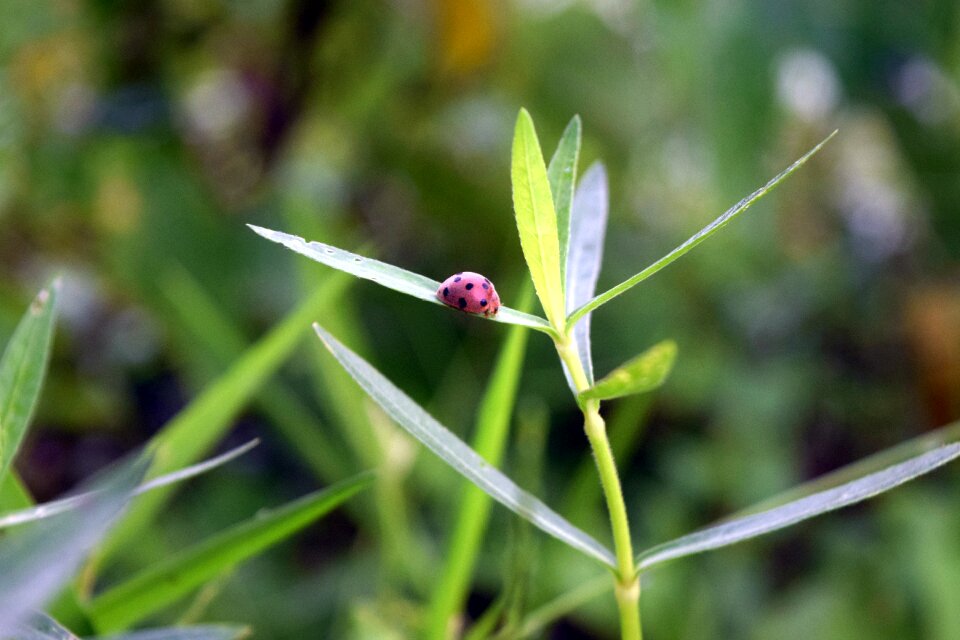 Insect plant small