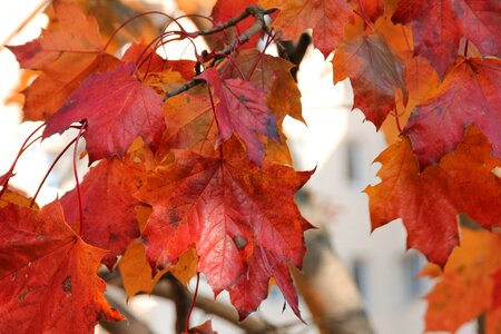 Golden autumn autumn autumn leaf photo