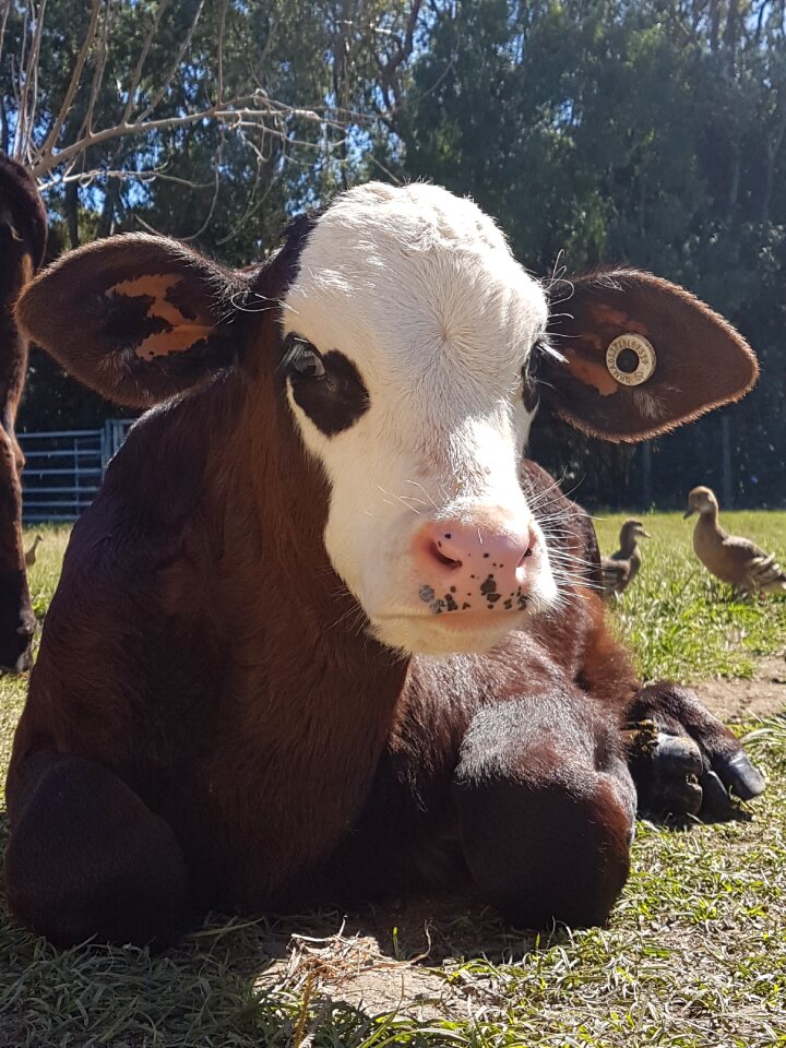 Farm companion mammal