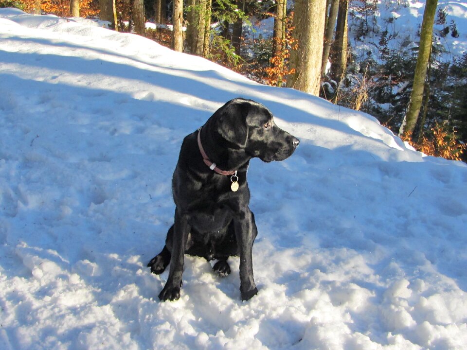 Black labrador snow winter