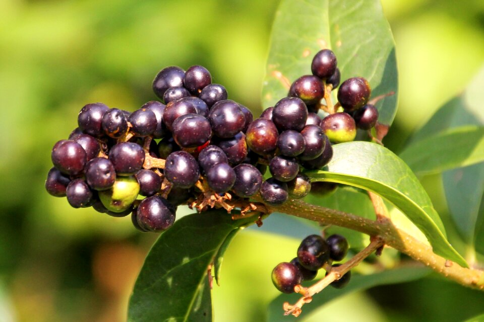 Black berries bush plant
