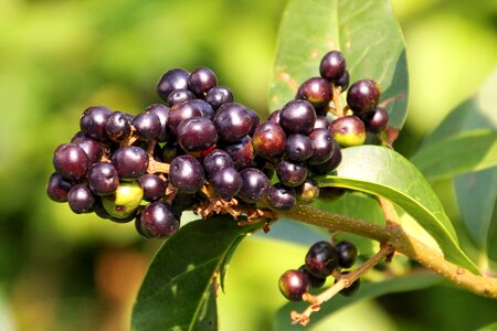 Black berries bush plant photo