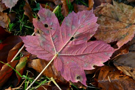 Colorful fall color fall leaves