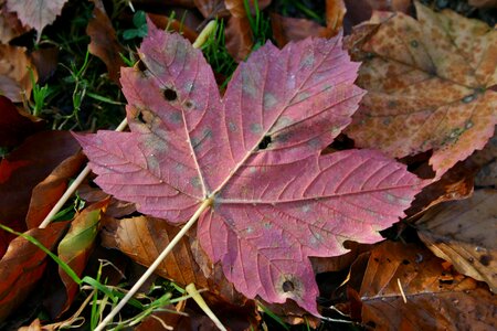 Colorful fall color fall leaves photo