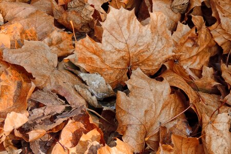 Golden autumn autumn autumn leaf